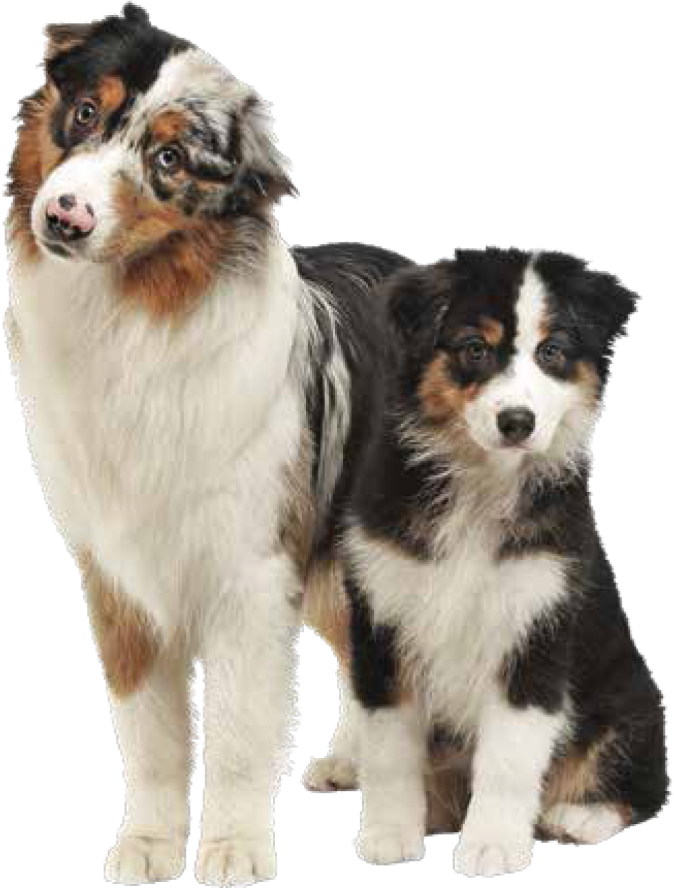 Australian Shepherd For Sale | Affordable Puppies for Sale, american west, working dogs, other pets, pups grew, active families, australian shepherds, blue merle, australian shepherd breed, australian shepherd history, australian shepherd club, herding instincts, australian shepherd's origin, local animal shelter, collie eye anomaly, miniature american shepherd, adult dog, aussie rescue, breed club, australian shepherd colors, rescue dogs, good apartment dogs, breed specific rescue groups, dog park, not all dogs