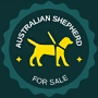 Australian-shepherd-for-sale