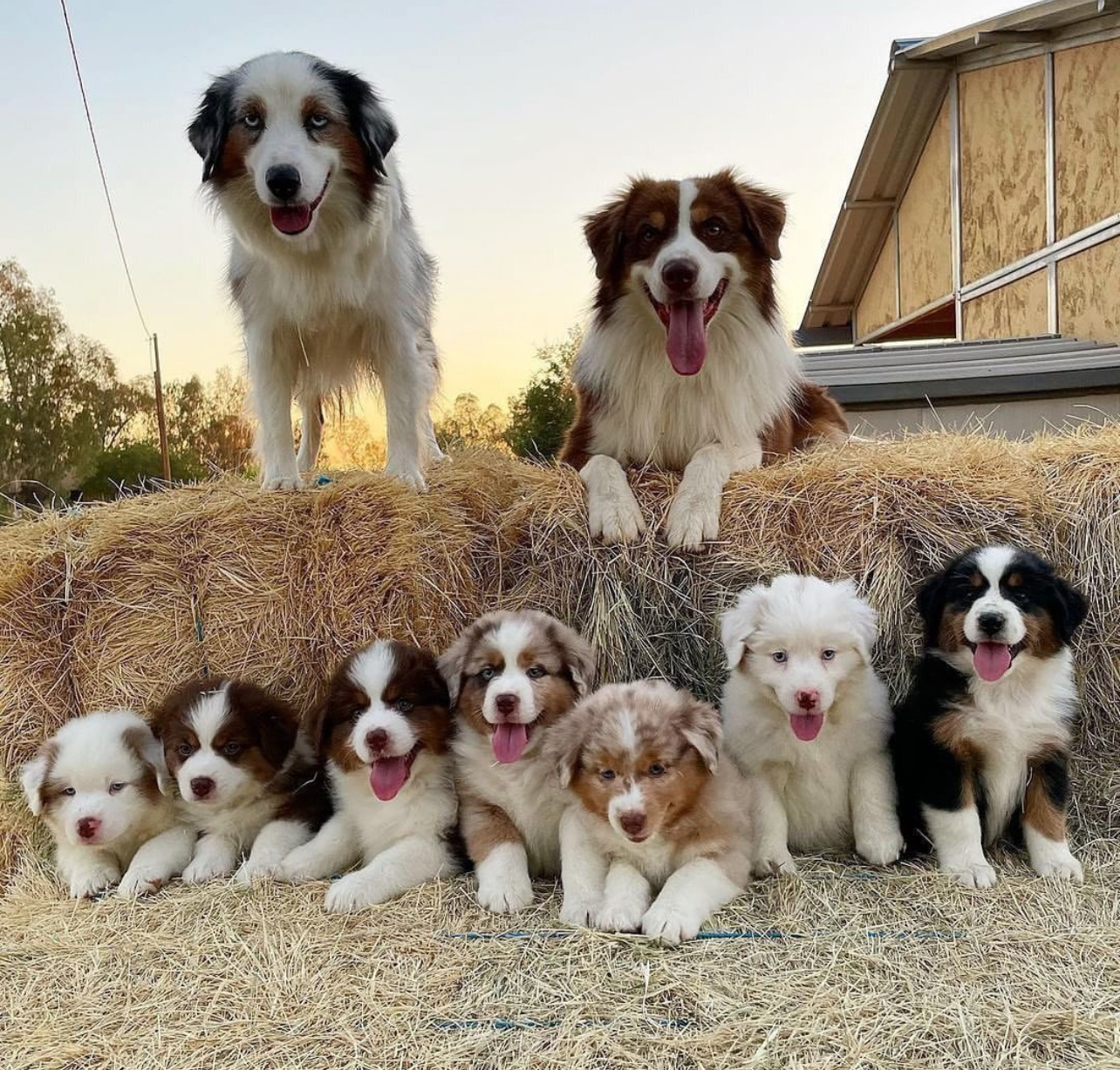 Adorable Aussie puppies available for adoption. Aussie Puppies for Sale in reasonable prices.