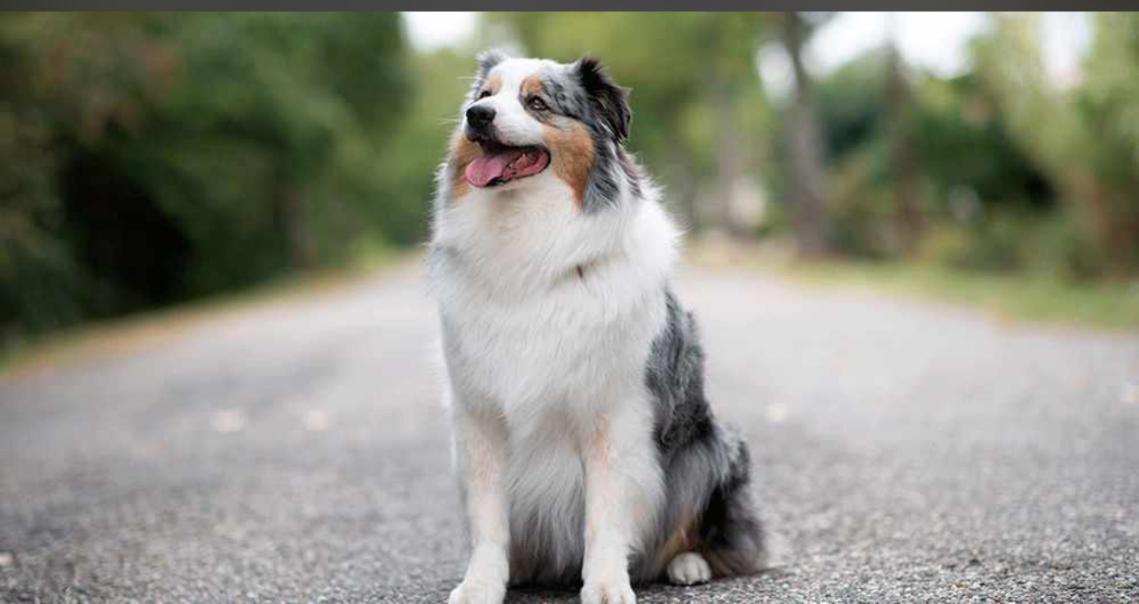 how to select australian shepherd for sale or mini australian shepherd puppies for sale