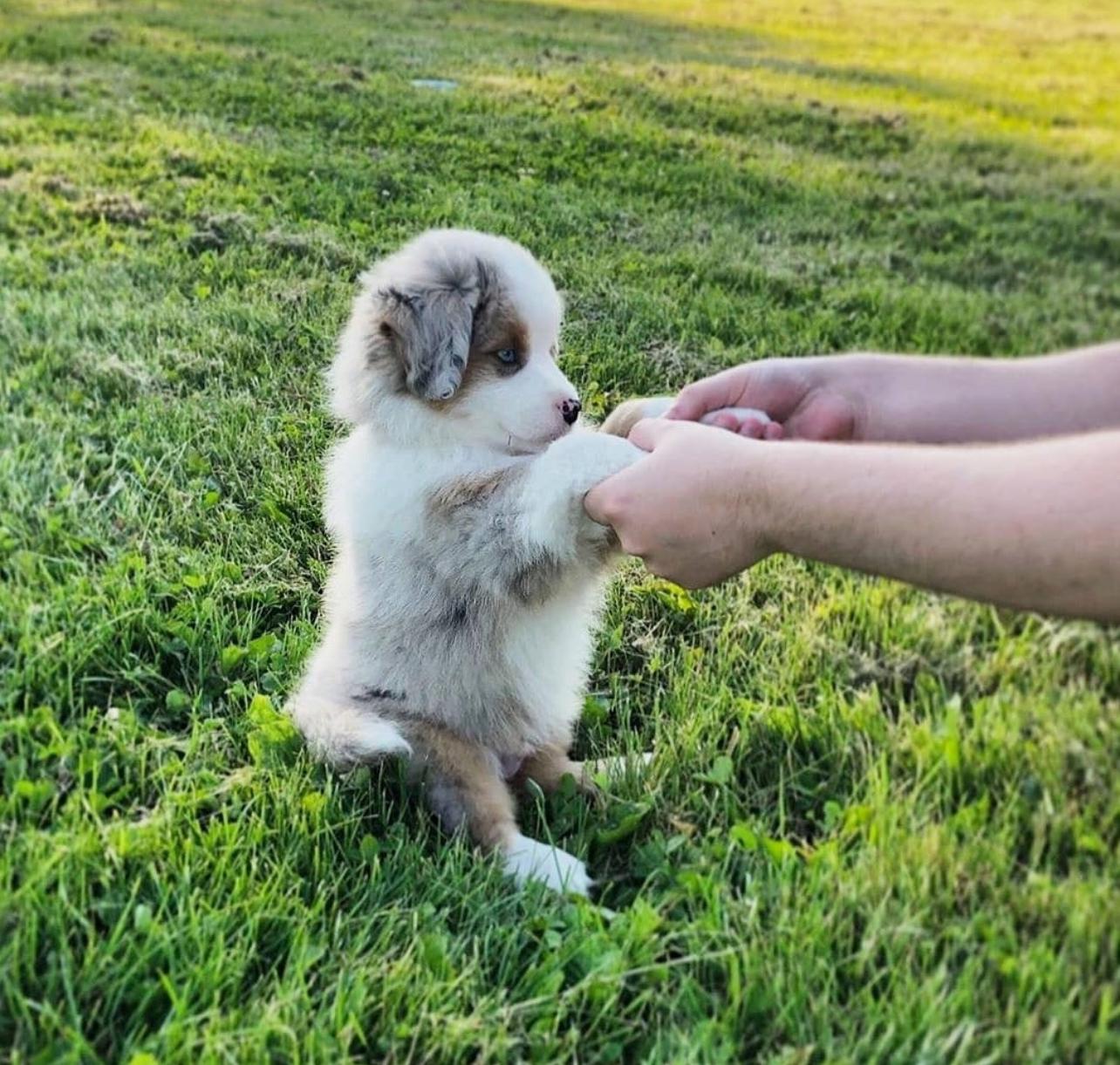 australian shepherd puppies for sale