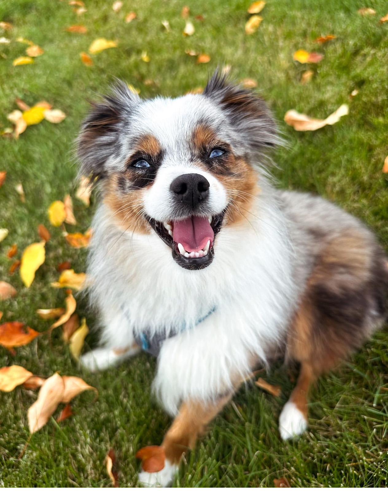 mini Aussie puppies for sale